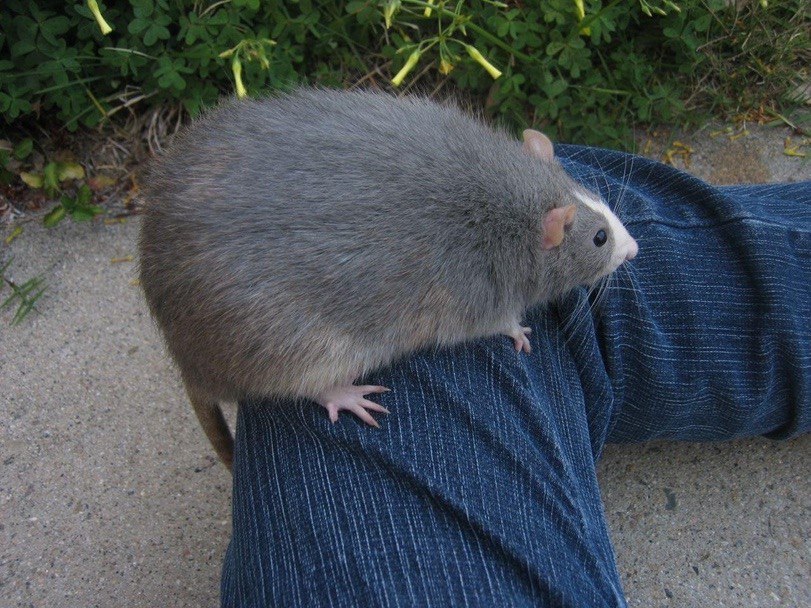 Nightshift fat rat mascot